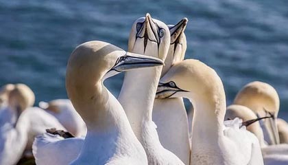 九游网游官网-英雄联盟新版本上线，英雄联盟新版本上线多久