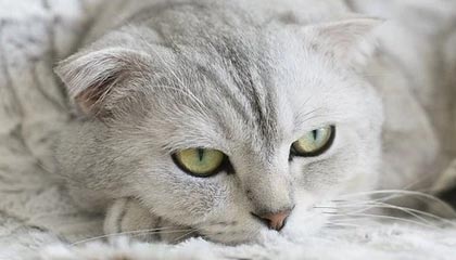 九游登录入口-体育课程多元化改革对学生学习成效的影响，体育多元化的好处