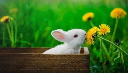 九游登录入口-体育课程多元化改革对学生学习成效的影响，体育多元化的好处