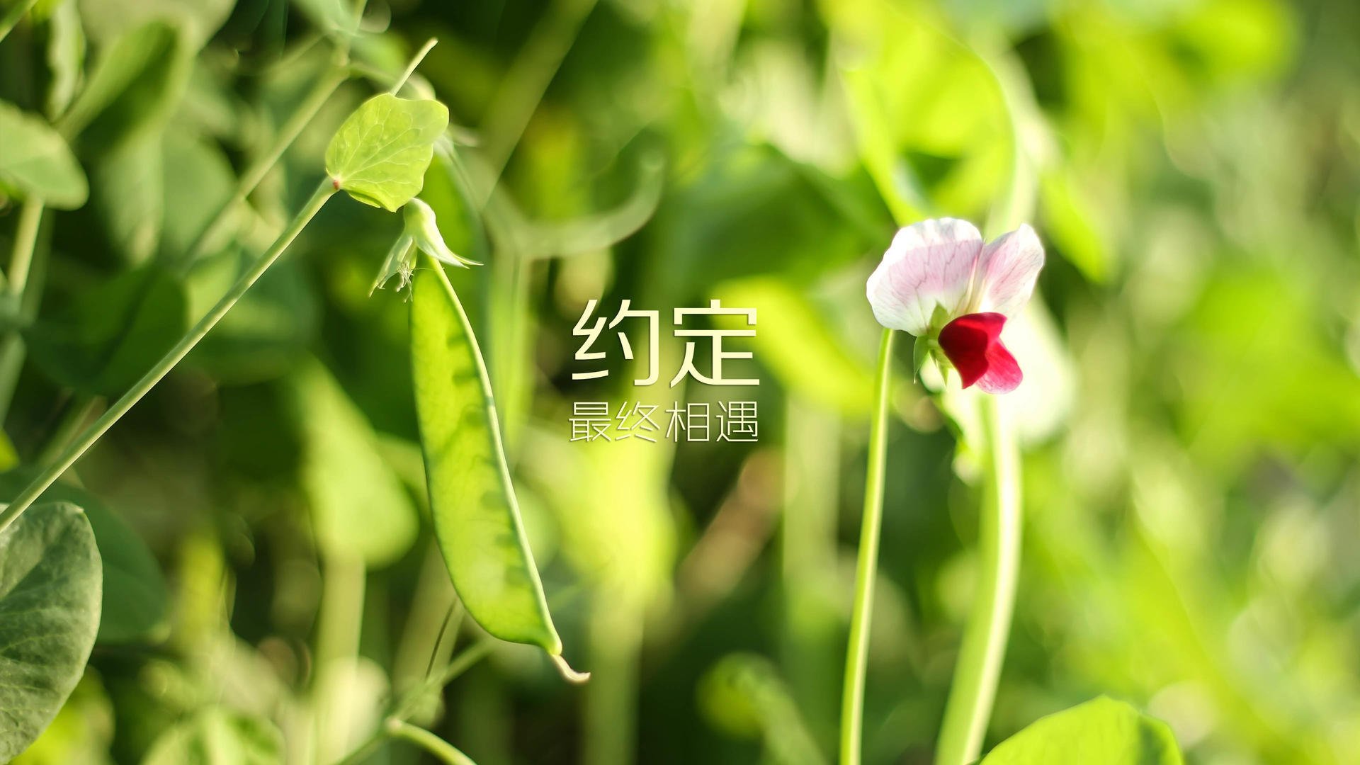 深海潜水探秘活动，体验水下世界的神奇，深海潜水视频